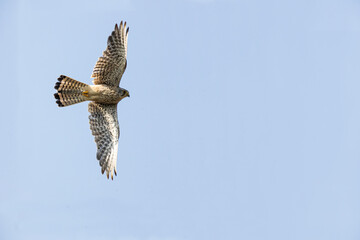 Falke im Flug von unten fotografiert