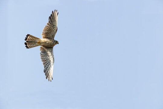 Falke im Flug von unten fotografiert