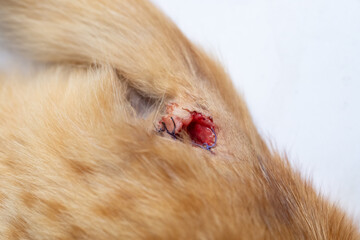The surgical suture has come apart on the cat's skin. Abscess removal and surgical suture care
