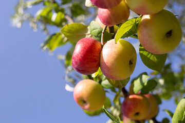Ripe red apples on an apple tree branch on a sunny summer day against a blue sky. Fruit growing
