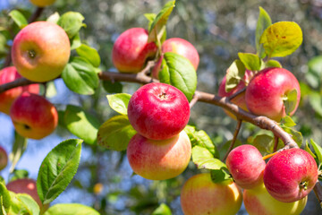 Ripe red apples on an apple tree branch on a sunny summer day. Rich harvest of fruits in the garden