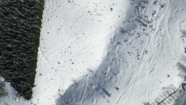 Vol vertical sur sapins et neige