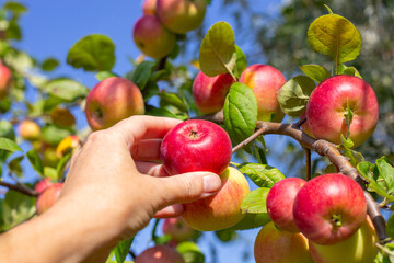 A farmer harvests ripe red apples in an orchard