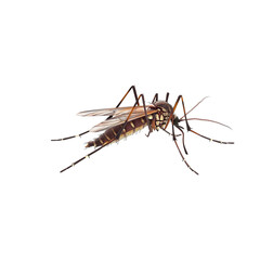 Mosquito isolated transparent, Generative AI