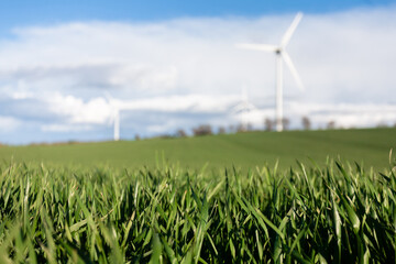 close-up of green grass in a meadow and in the background, out of focus wind turbines for...