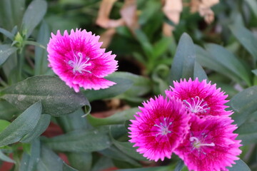 pink flower