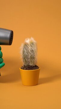 Vertical Video Of Blow Drying Hairy Cactus With Red Comb, Abstract Video, Modern And Innovative Gardening Concept Video