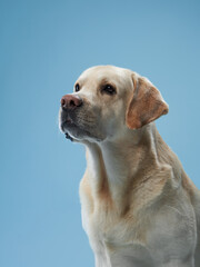 poised Labrador Retriever dog presents a profile view against a blue backdrop, exuding calmness and...