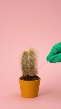 Close-Up Of Green Gloved Hands With Pipette Putting Water Drops On Potted Cactus On Pink Background, Vertical Video, Abstract Video, Modern Trendy  