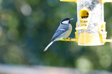 Great tit, Parus major, single bird on berries, Warwickshire, December 2020