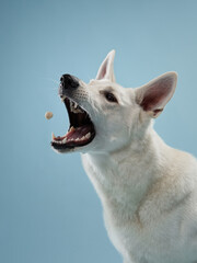 A focused white shepherd dog anticipates a treat mid-air, against a serene blue backdrop. With keen...