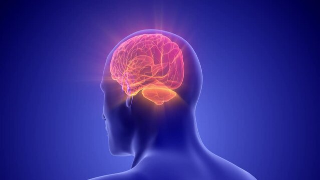 Medical Animation of the Human Half Brain