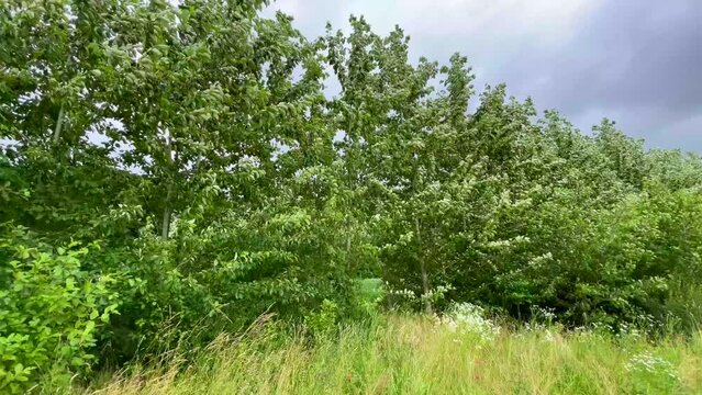 Danish poplar tree. Poplars are mostly used for shelter fences because they grow very quickly