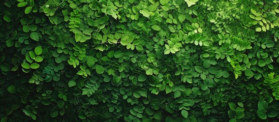 A vertical surface covered entirely with vibrant green leaves of Adiantum radianum, also known as moringa suplir. The leaves create a lush and dense wall of foliage, blending together to form a