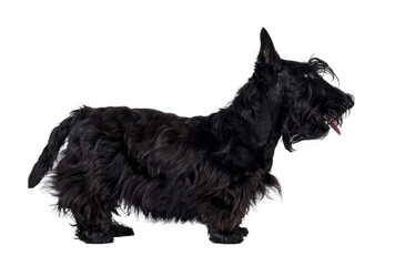 Adorable young solid black Scottish Terrier dog, standing up side ways. Ears eract, mouth closed and looking away from camera showing profile. Isolated cutout on a transparent background.