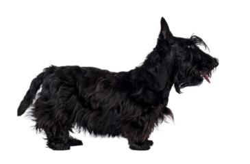 Adorable young solid black Scottish Terrier dog, standing up side ways. Ears eract, mouth closed and looking away from camera showing profile. Isolated cutout on a transparent background.