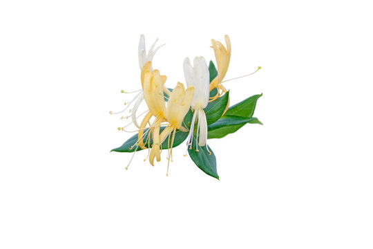 Honeysuckle or Lonicera japonica flowering branch isolated transparent png. White and yellow tubular fragrant Lonicera flowers bunch.