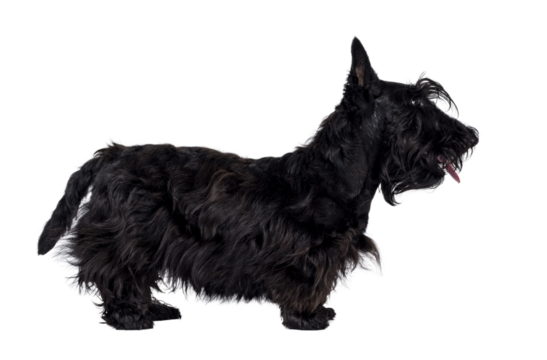 Adorable young solid black Scottish Terrier dog, standing up side ways. Ears eract, mouth closed and looking away from camera showing profile. Isolated cutout on a transparent background.