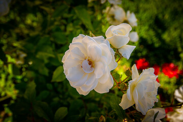 Serene White Roses in Lush Tabriz Garden, Iran