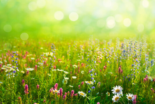  Spring natural  blurred background with bokeh.  Summer landscape with green grass  and wild  flowers.