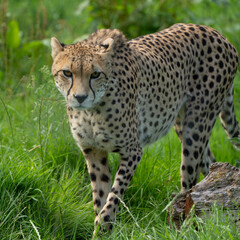 cheetah walking towards camera