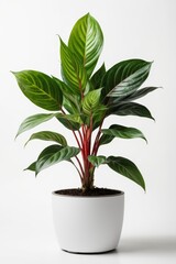 Isolate Chinese Evergreen plant against white wall, indoor plant decoration mock up