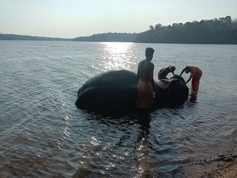 The Indian elephant is one of three extant recognised subspecies of the Asian elephant and native to mainland Asia. 