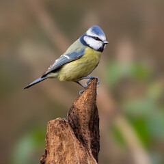 bluetit on branch