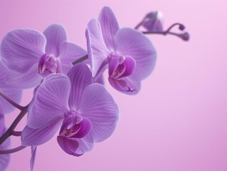 Fototapeta na wymiar a close up of purple flowers