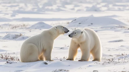 Foto op Canvas two polar bears in the snow © TONSTOCK