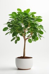 Isolate Money Tree plant against white wall, indoor plant decoration mock up