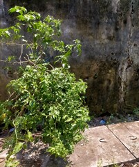 stone wall and plants