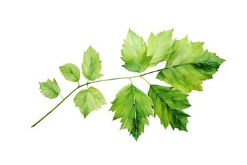 Green Leafy Branch Against White Background
