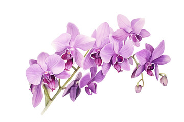 Fototapeta na wymiar Purple Orchid Watercolor Artwork