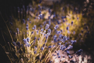 Golden stems bear lavender blossoms, bathed in sunlight, painting the outdoors with their serene hues.