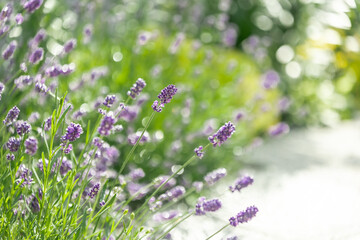 Lavender blooms sway gracefully in the gentle breeze, painting the outdoor landscape with a...