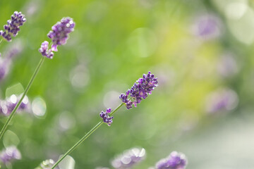 Sun-kissed lavender blooms in a rustic garden, a tranquil outdoor retreat