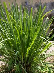 grass in a garden