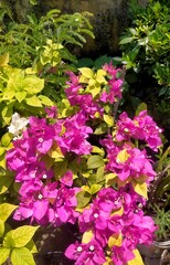 Fototapeta premium flowers in the garden