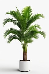 Obraz premium Isolate Green Palm Tree against white wall, indoor plant decoration mock up