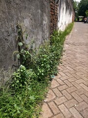 stone wall with ivy plant