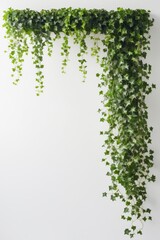 Isolate Ivy plant against white wall, indoor plant decoration mock up