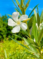 A snow-white oleander flower happily opened to meet the sun and a new day.