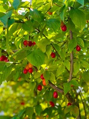 Charming dogwood berries ripen and turn red, timidly attracting attention to themselves.