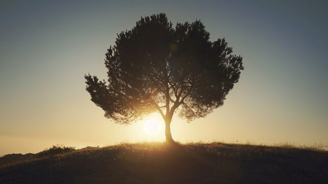 Silhouette tree backlight sun