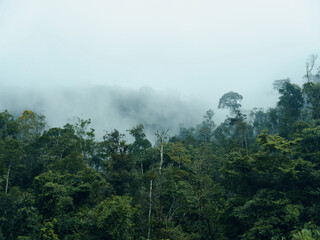 Misty Serenity: A Dreamlike View of a Green Forest in Thailand