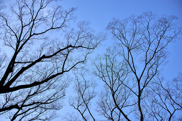 冬の空に伸びる木