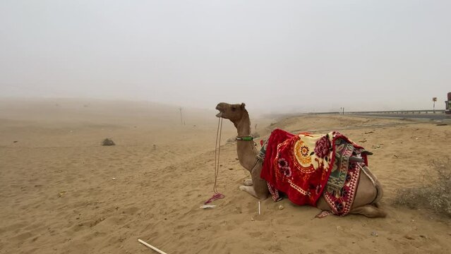 Jaisalmer, Rajasthan, India - 2 February 2024: Camel sitting in Desert. Discover the tranquil beauty of the desert with our mesmerizing footage of a majestic camel sitting amidst the golden sands.