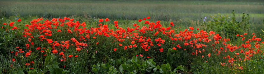 panorama with red poppies near field, beautiful weed