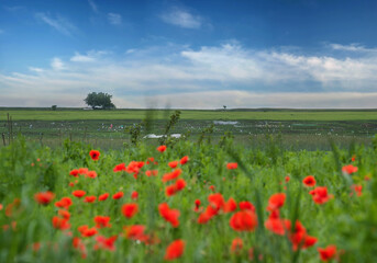 Obraz premium Alone tree on the horizon of fields under a beautiful sky, blooming poppies